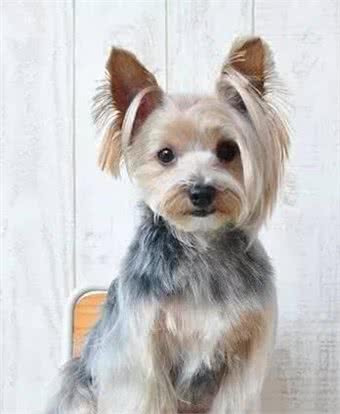 深受贵妇喜欢!约克夏犬不比泰迪差