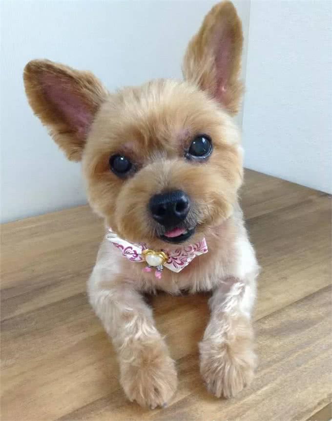 深受贵妇喜欢!约克夏犬不比泰迪差