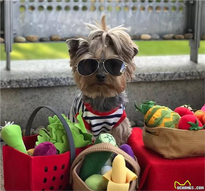 深受贵妇喜欢!约克夏犬不比泰迪差