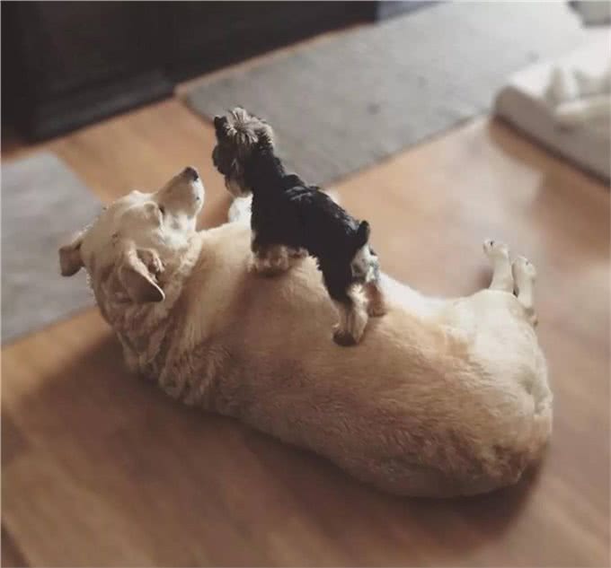 深受贵妇喜欢!约克夏犬不比泰迪差