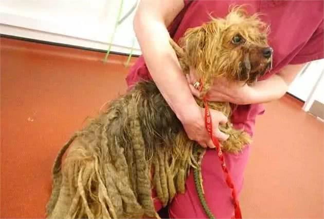 深受贵妇喜欢!约克夏犬不比泰迪差