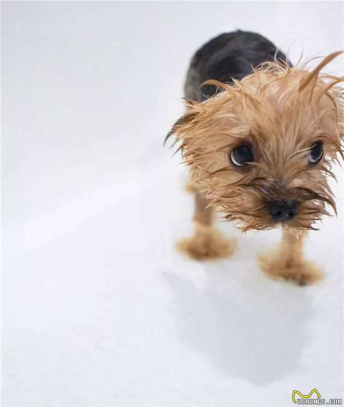 深受贵妇喜欢!约克夏犬不比泰迪差