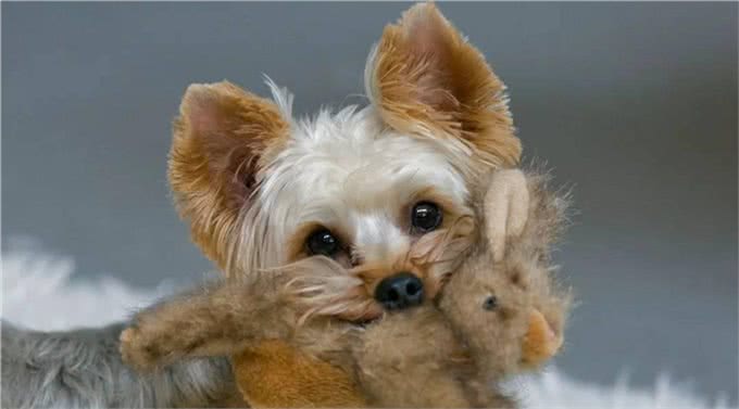 深受贵妇喜欢!约克夏犬不比泰迪差