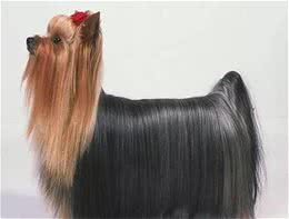 深受贵妇喜欢!约克夏犬不比泰迪差