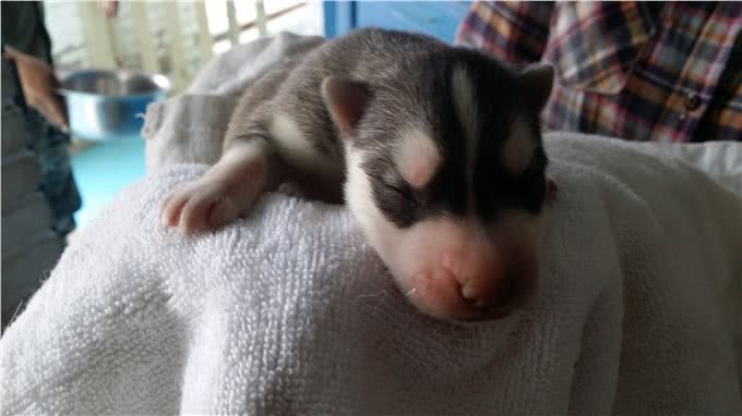 养狗必看，十大误区