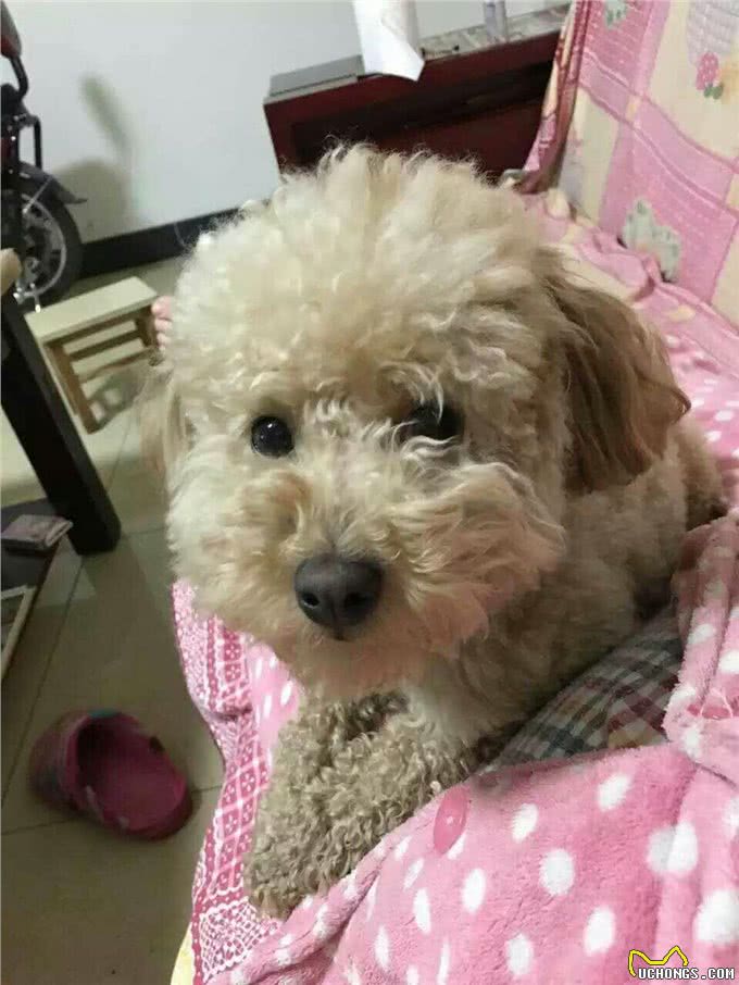 养狗必看，十大误区