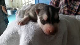 养狗必看，十大误区