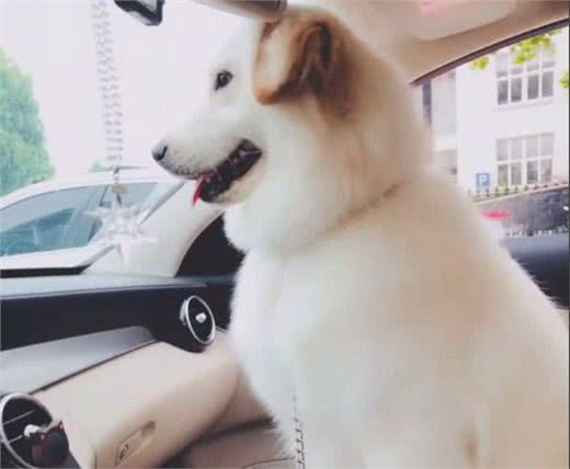 美哭!看了这只金毛和萨摩的混血，你还只喜欢纯种狗狗吗?