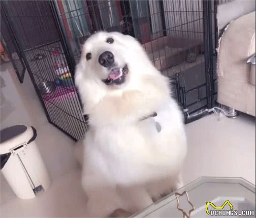 美哭!看了这只金毛和萨摩的混血，你还只喜欢纯种狗狗吗?