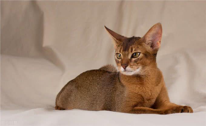 关于阿比西尼亚猫和托运的一些小知识