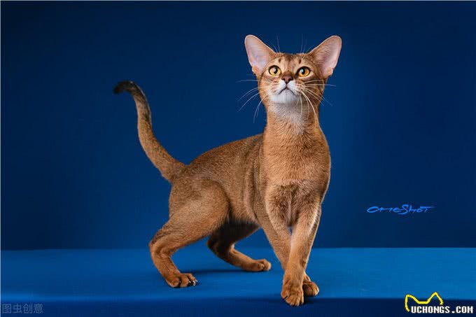 关于阿比西尼亚猫和托运的一些小知识