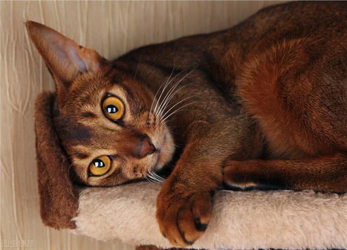 关于阿比西尼亚猫和托运的一些小知识