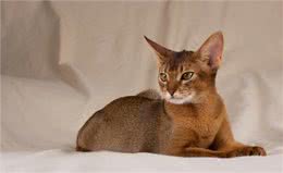 关于阿比西尼亚猫和托运的一些小知识