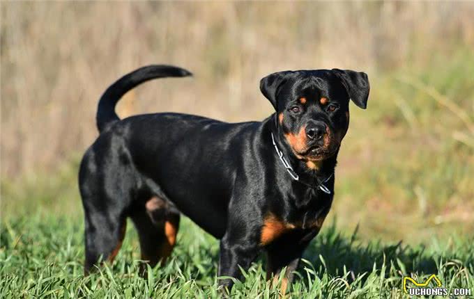 罗威纳为什么这么多人喜欢?原来有这几点原因