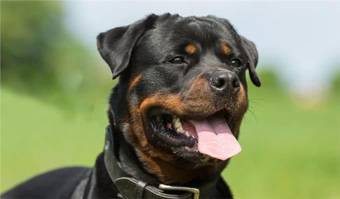 罗威纳为什么这么多人喜欢?原来有这几点原因