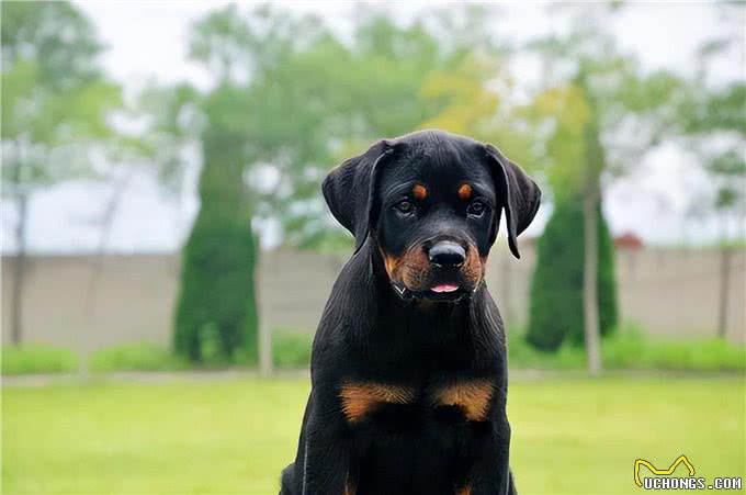 罗威纳为什么这么多人喜欢?原来有这几点原因