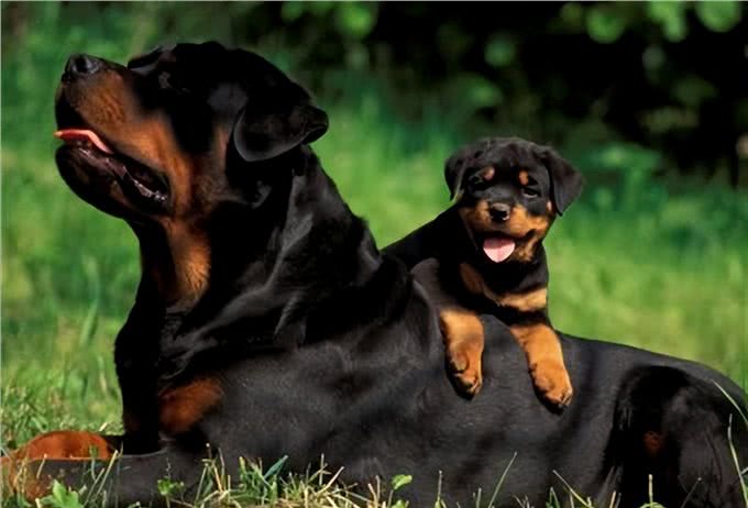 罗威纳为什么这么多人喜欢?原来有这几点原因