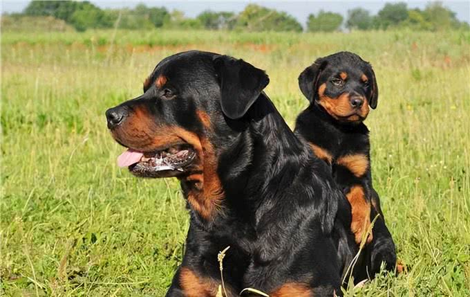 罗威纳为什么这么多人喜欢?原来有这几点原因