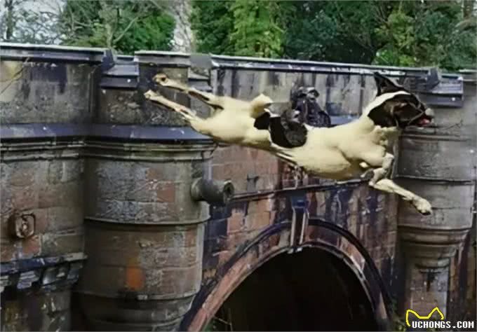 600多只狗先后在同一桥上一跃而下!英国这座桥为何成葬犬桥