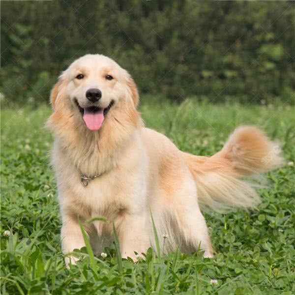 金毛不听话怎么办?多多训练就好了，方法在这里