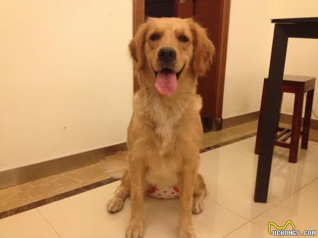 金毛不听话怎么办?多多训练就好了，方法在这里