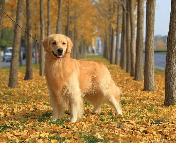 金毛不听话怎么办?多多训练就好了，方法在这里