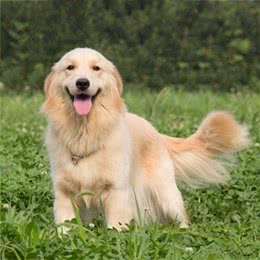 金毛不听话怎么办?多多训练就好了，方法在这里