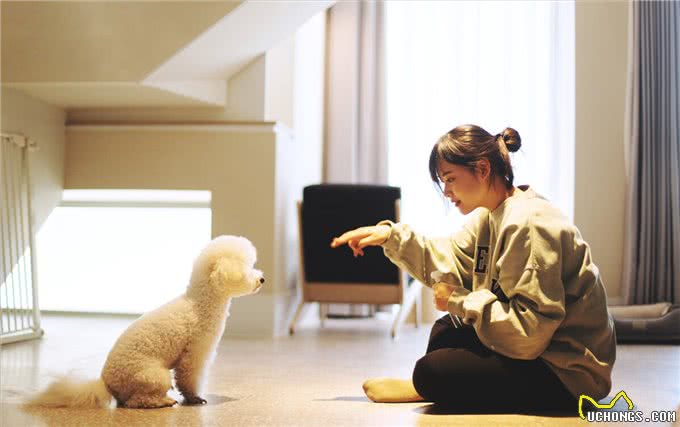 养比熊要注意的几个点，接受不了劝你别养