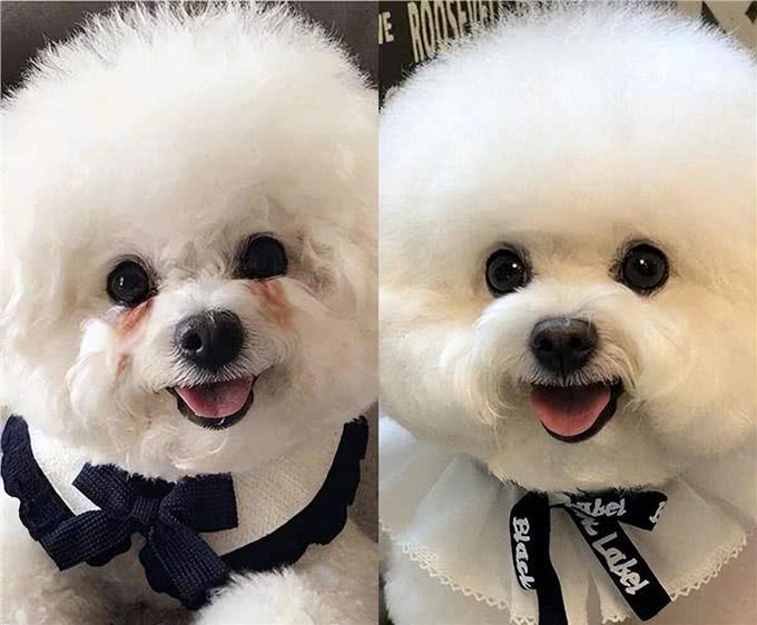 养比熊要注意的几个点，接受不了劝你别养