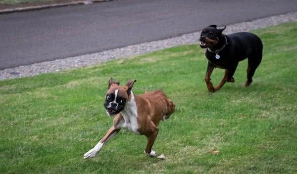 拳师犬当肯只剩2前脚照样狂奔,爸妈捧在手心疼爱