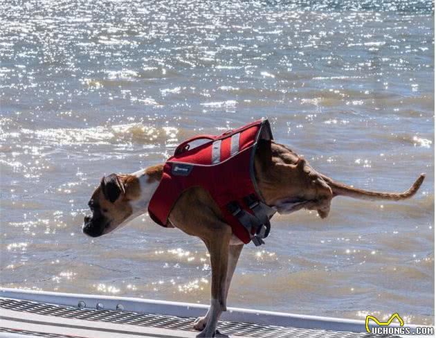 拳师犬当肯只剩2前脚照样狂奔,爸妈捧在手心疼爱