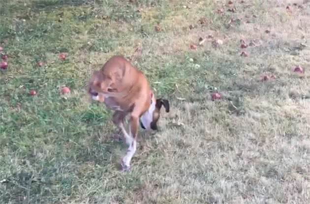 拳师犬当肯只剩2前脚照样狂奔,爸妈捧在手心疼爱