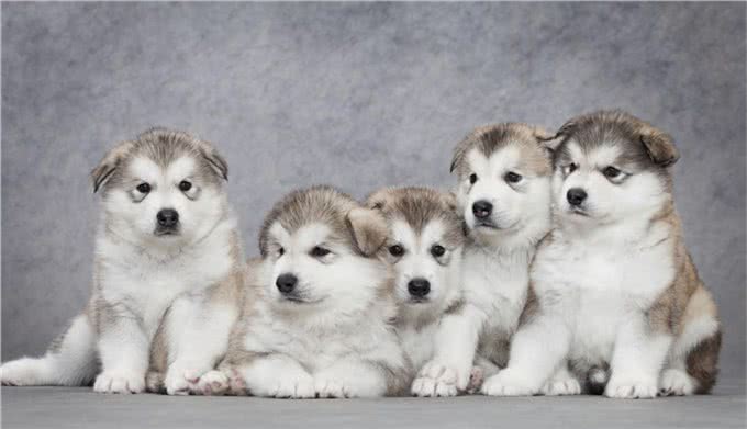 宠物健康:幼犬的低血糖以及喂养时的乳制品选择