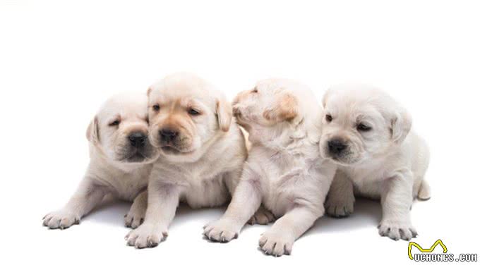 宠物健康:幼犬的低血糖以及喂养时的乳制品选择