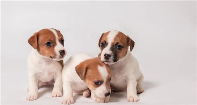 宠物健康:幼犬的低血糖以及喂养时的乳制品选择