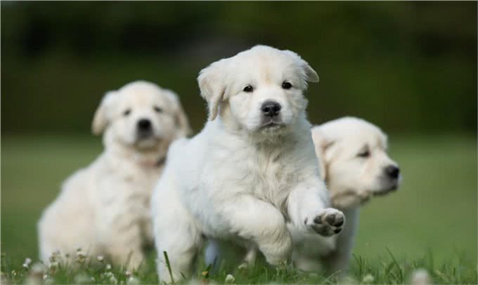 宠物健康:幼犬的低血糖以及喂养时的乳制品选择