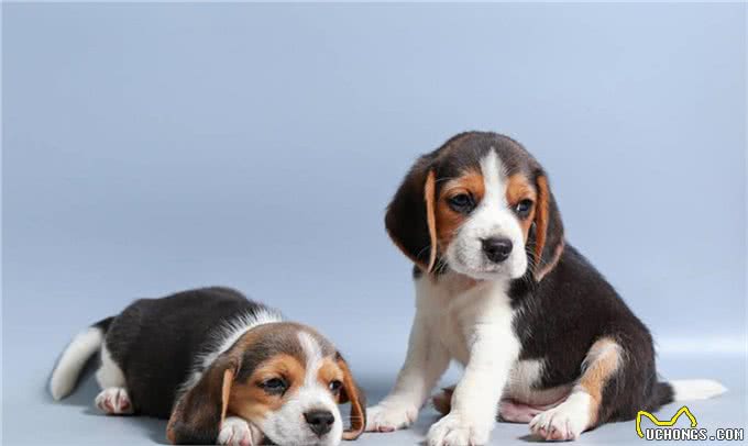 宠物健康:幼犬的低血糖以及喂养时的乳制品选择