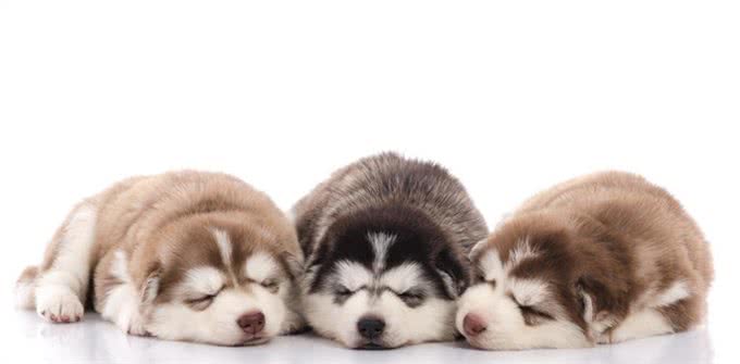 宠物健康:幼犬的低血糖以及喂养时的乳制品选择