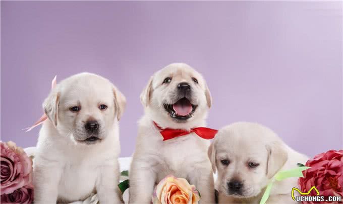 宠物健康:幼犬的低血糖以及喂养时的乳制品选择