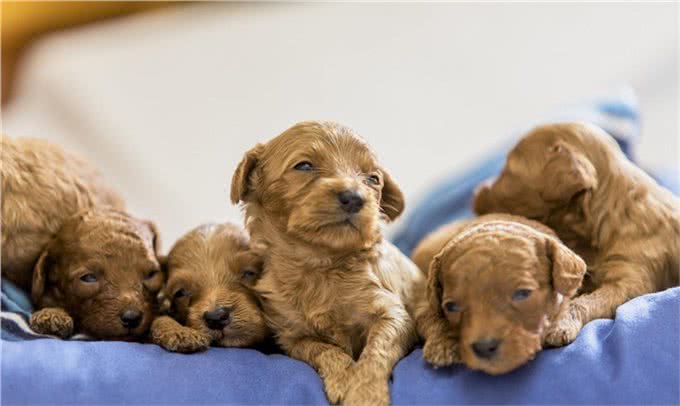 宠物健康:幼犬的低血糖以及喂养时的乳制品选择