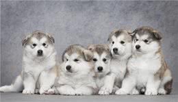 宠物健康:幼犬的低血糖以及喂养时的乳制品选择