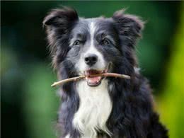 养狗七年以后，狗狗比你更早地步入老年，这时候我们需要注意什么