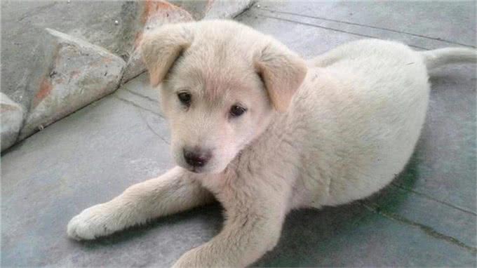 狗狗乱吃街边的东西?因为你没做这个训练