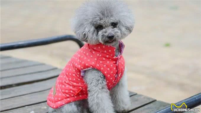 狗狗乱吃街边的东西?因为你没做这个训练