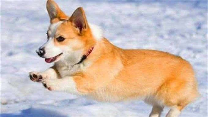 狗狗乱吃街边的东西?因为你没做这个训练