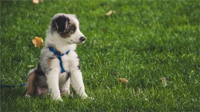 狗狗乱吃街边的东西?因为你没做这个训练