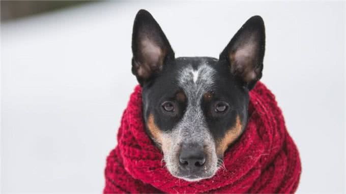 狗狗乱吃街边的东西?因为你没做这个训练