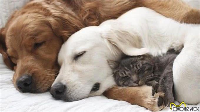 狗狗乱吃街边的东西?因为你没做这个训练