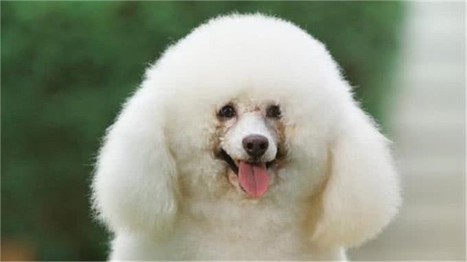 狗狗乱吃街边的东西?因为你没做这个训练