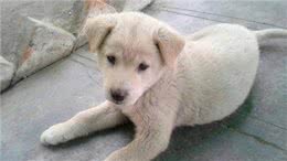 狗狗乱吃街边的东西?因为你没做这个训练